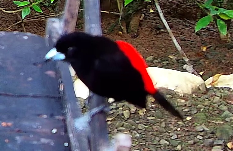 Crimson-backed Tanager