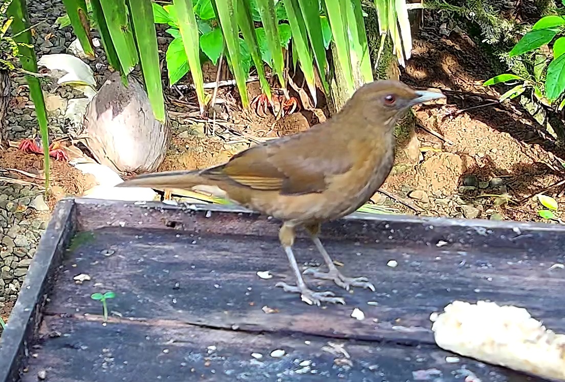 Clay-colored thrush