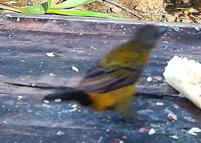 Flame-rumped Tanager