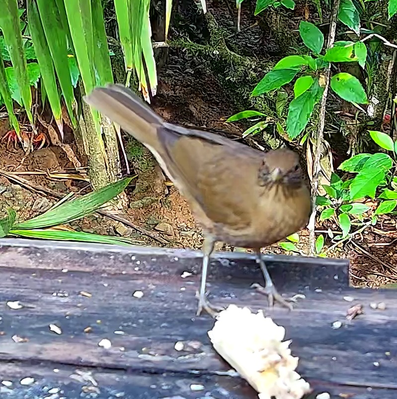 Clay-colored thrush
