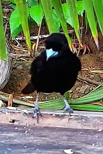 Flame-rumped Tanager