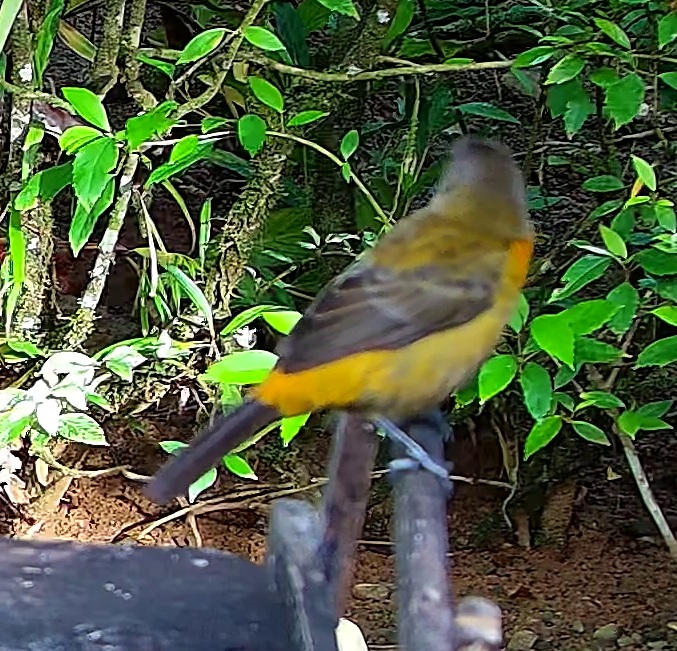 Flame-rumped Tanager