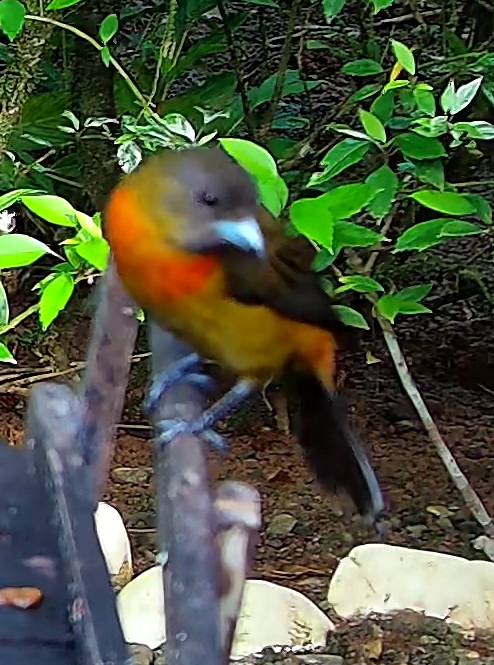 Flame-rumped Tanager