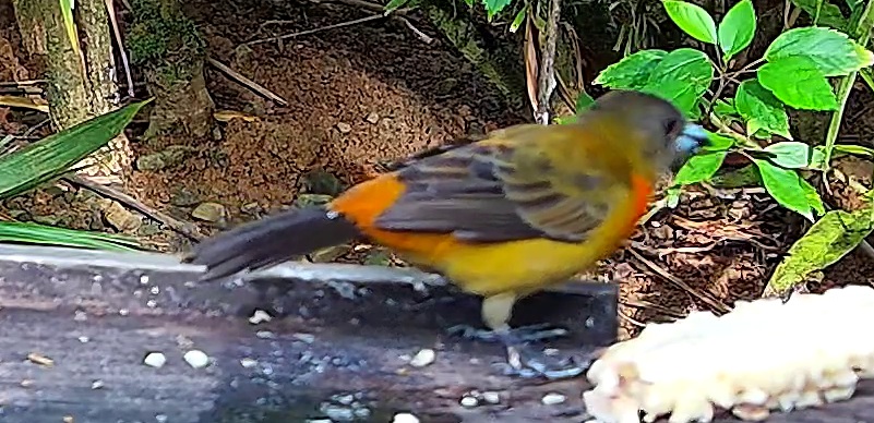 Flame-rumped Tanager