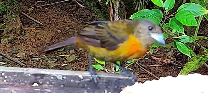 Flame-rumped Tanager