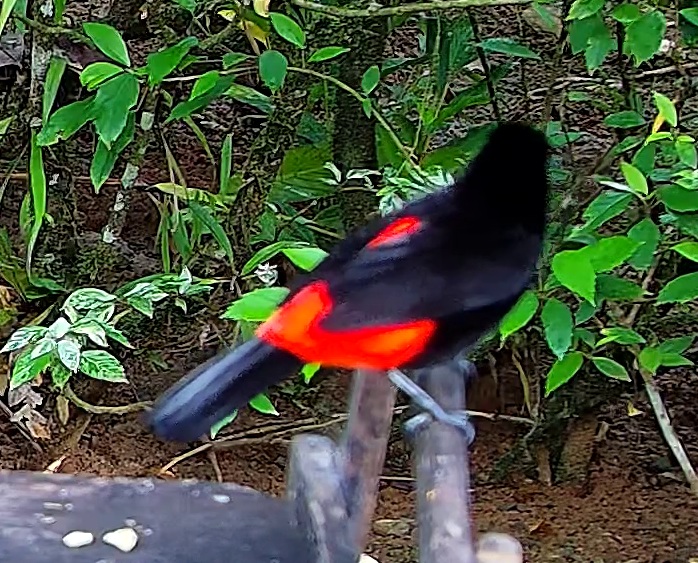 Scarlet-rumped Tanager