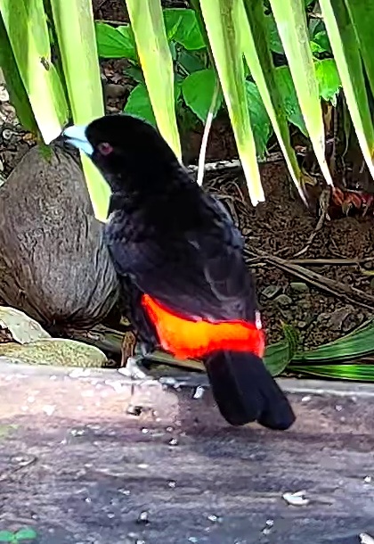 Scarlet-rumped Tanager