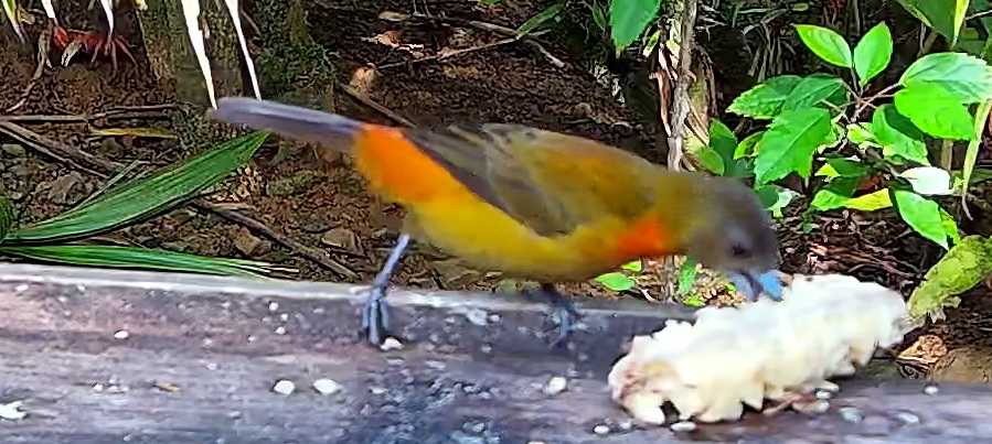 Flame-rumped Tanager