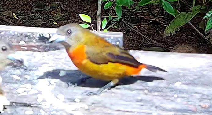 Flame-rumped Tanager