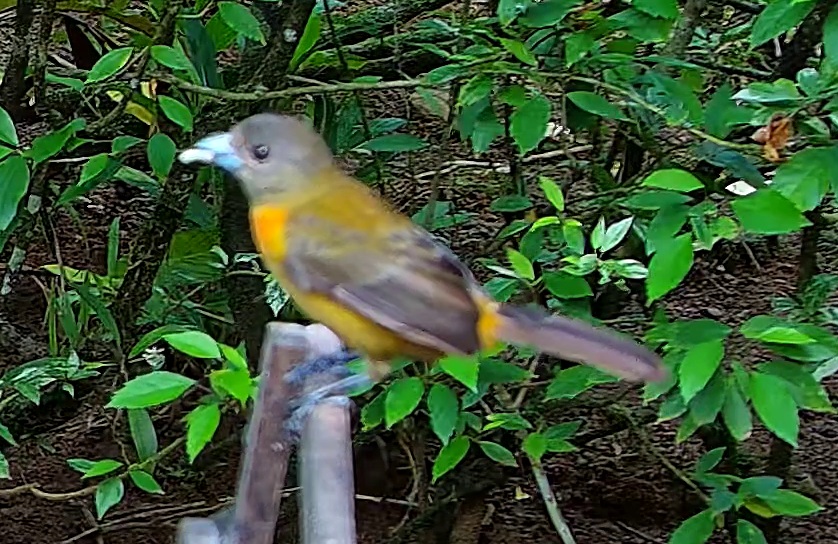 Flame-rumped Tanager
