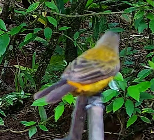 Gray-headed tanager