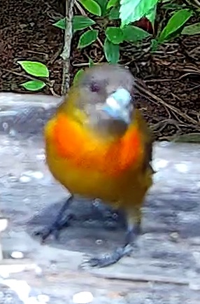 Cherrie's Tanager