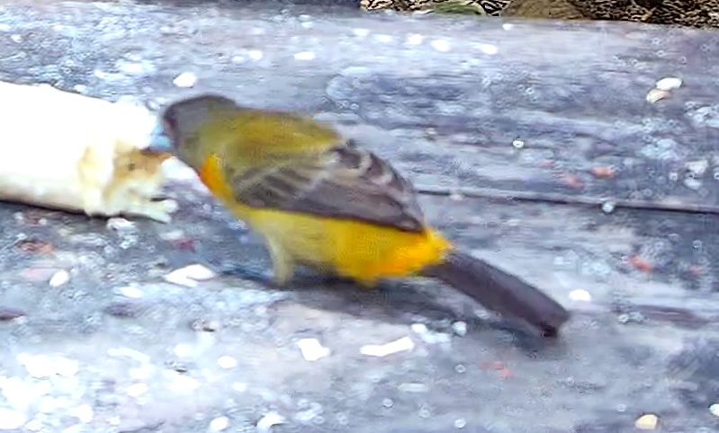 Passerini's Tanager