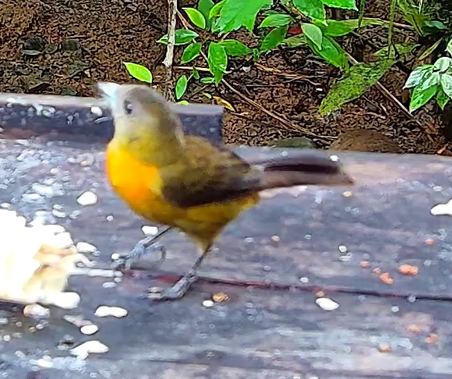 Olive-backed tanager