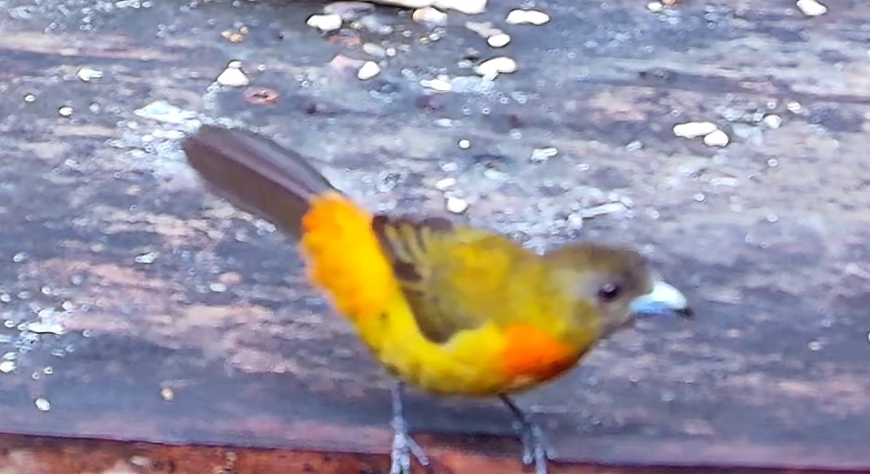 Flame-rumped Tanager