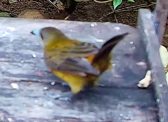 Cherrie's Tanager