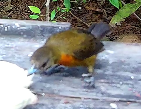 Flame-rumped Tanager