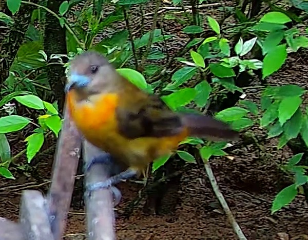 Flame-rumped Tanager