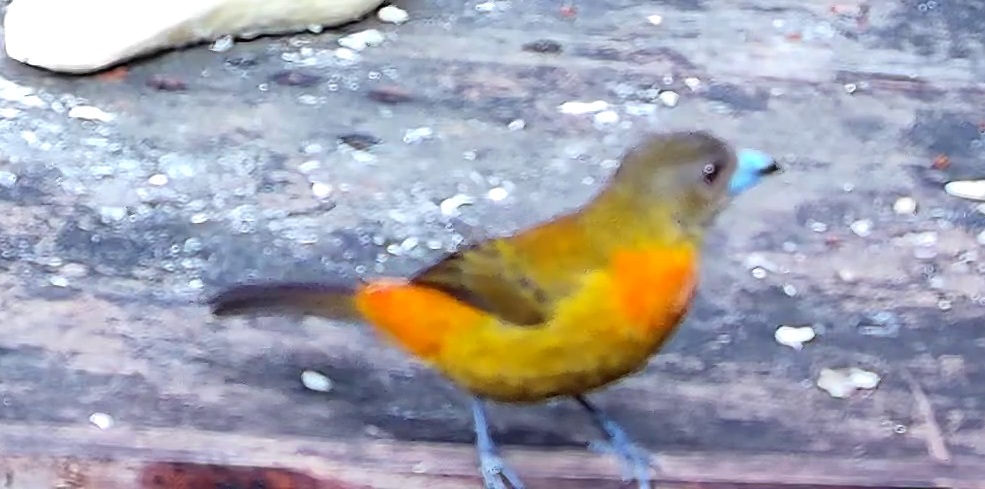Flame-rumped Tanager