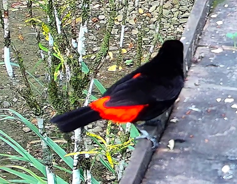 Flame-rumped Tanager