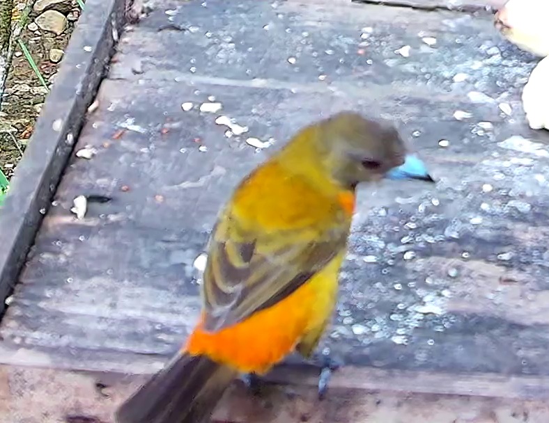 Flame-rumped Tanager