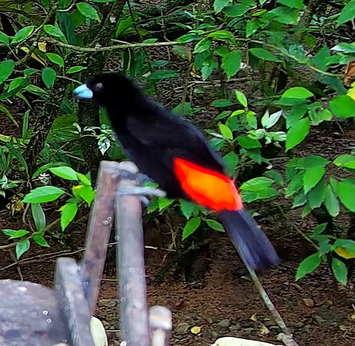 Flame-rumped Tanager