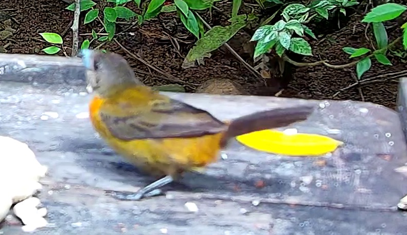 Flame-rumped Tanager
