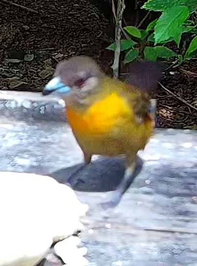 Flame-rumped Tanager