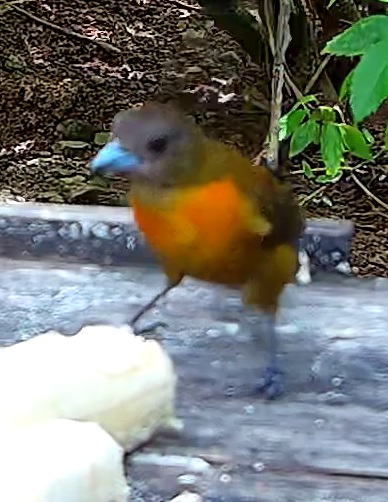Passerini's Tanager