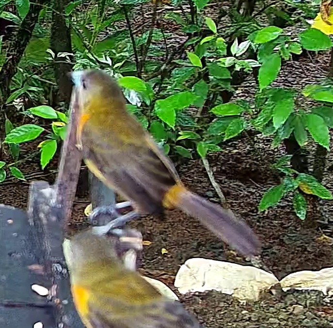 Cherrie's Tanager