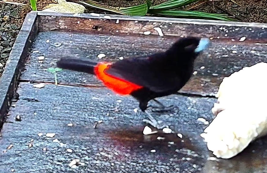 Scarlet-rumped Tanager