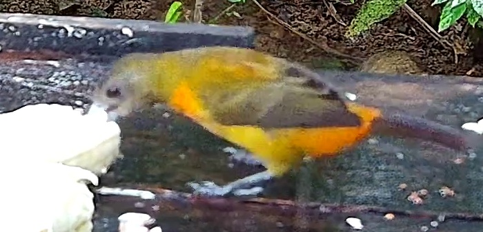 Olive-backed tanager