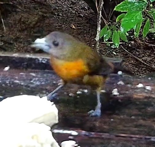 White-lined Tanager