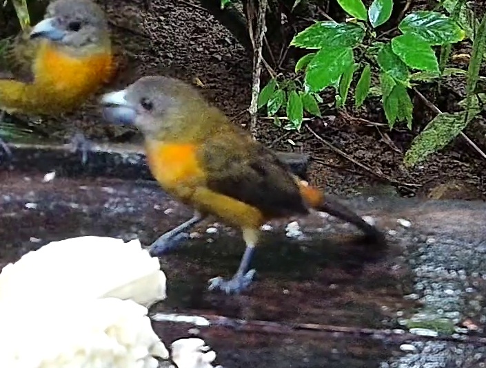 Flame-rumped Tanager