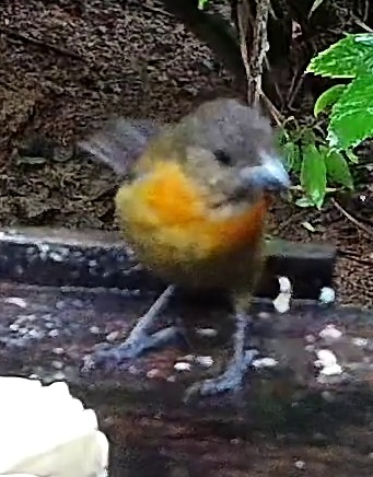 Flame-rumped Tanager