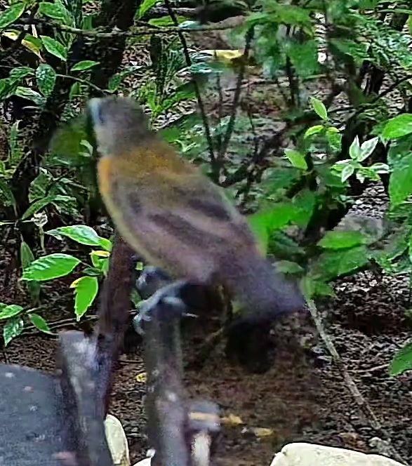 Orange-billed nightingale-thrush