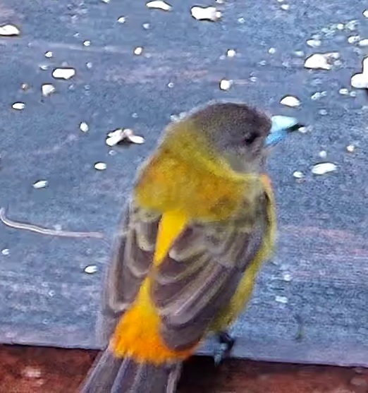 Flame-rumped Tanager