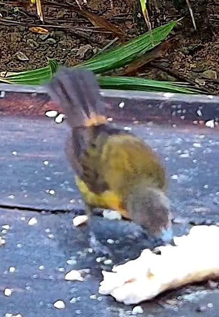 Olive-backed Tanager