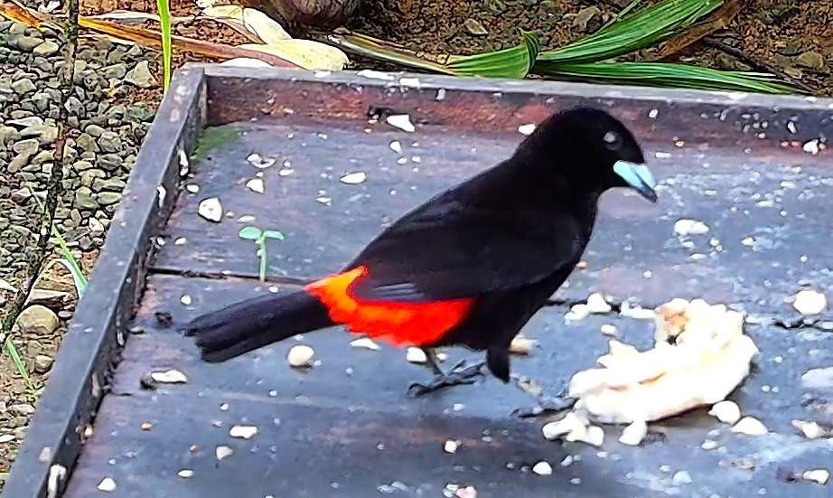 Scarlet-rumped Tanager