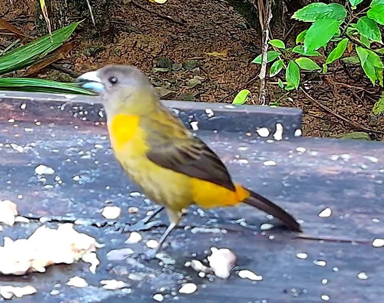 Flame-rumped Tanager