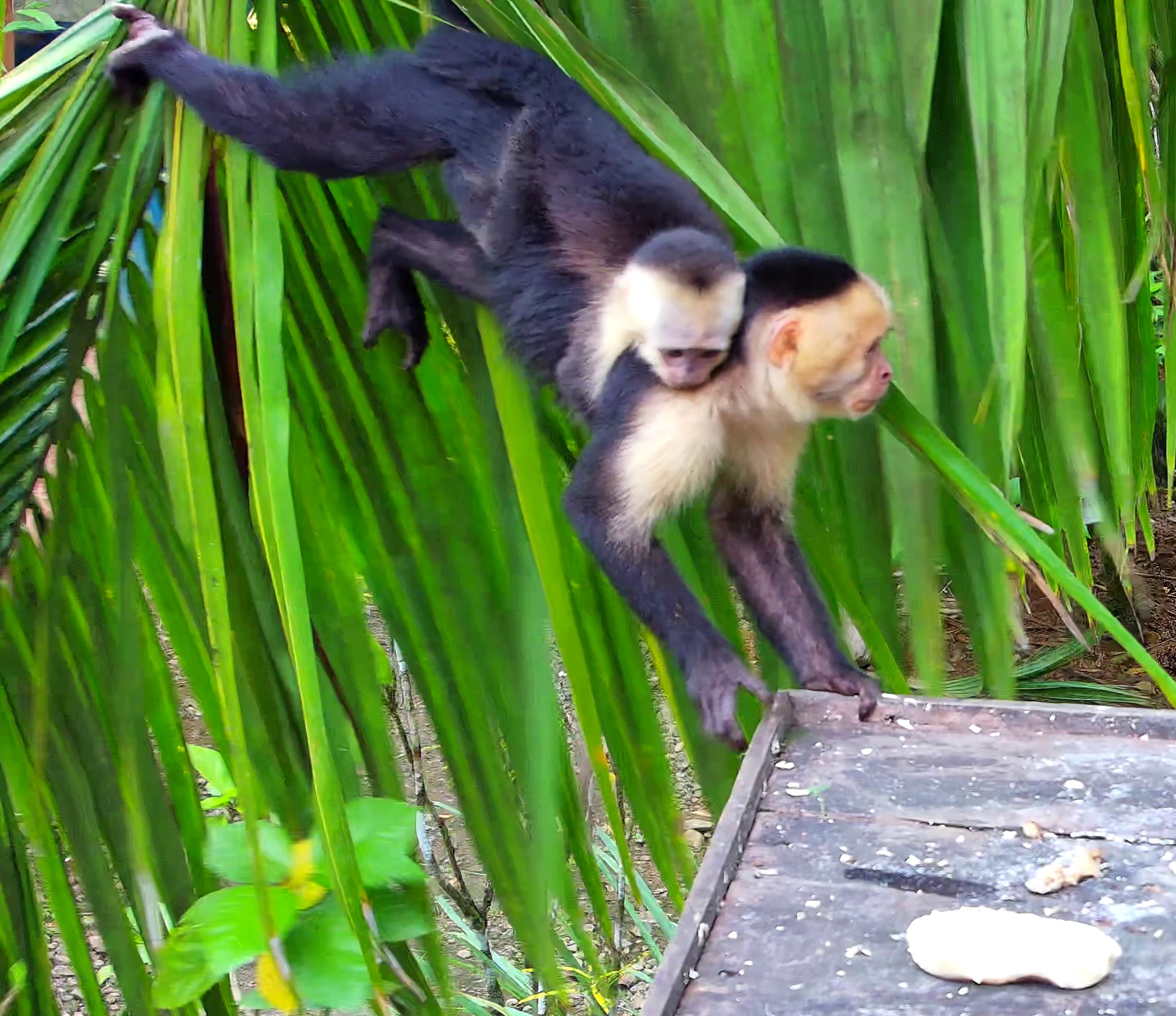 White-faced Capuchin