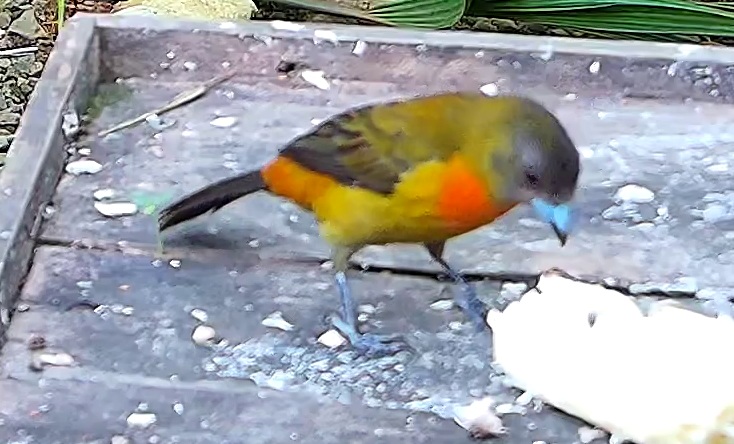 Passerini's Tanager