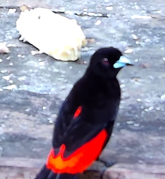 Scarlet-rumped Tanager