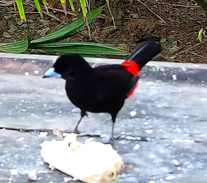 Scarlet-rumped Tanager