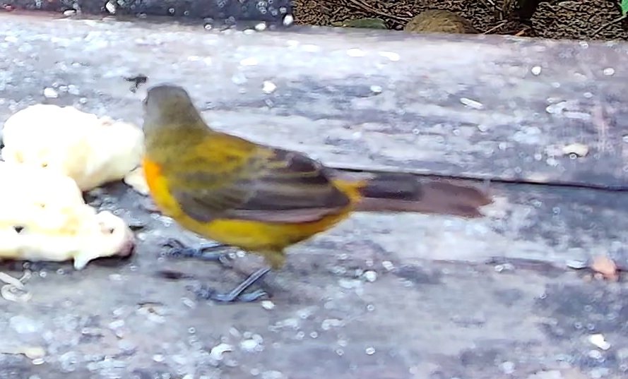 Olive-backed Tanager