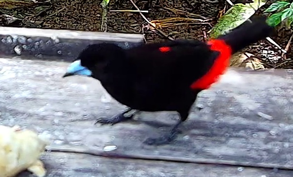 Scarlet-rumped Tanager