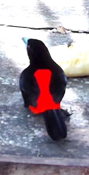 Scarlet-rumped Tanager
