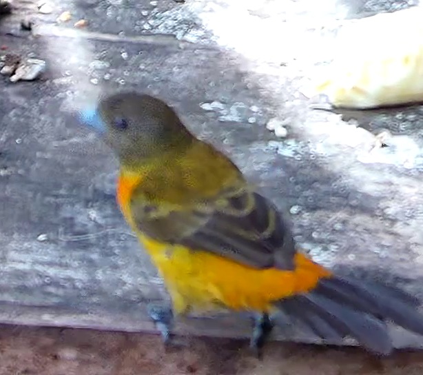 Flame-rumped Tanager