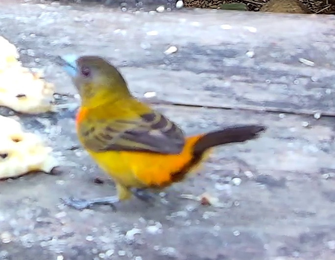 Flame-rumped Tanager