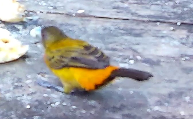 Flame-rumped Tanager